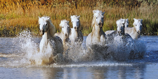 Turismo in Camargue